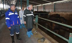 Malatya'da hayvanlara 1,5 milyon doz aşı yapılacak