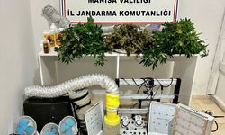 Manisa'da evde sera kurarak kenevir yetiştiren 2 şüpheli yakalandı