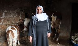 Mardin'de ineği telef olan kadına inek ve buzağı hediye edildi