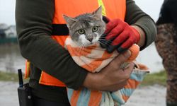 Meriç Nehri'nin taştığı bölgede mahsur kalan hayvanlar kurtarıldı