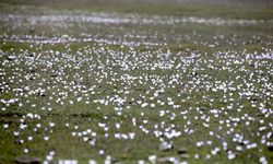 Muş Ovası'ndaki bazı araziler 'baharın habercisi' çiğdemlerle renklendi