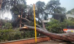 Ödemiş'te devrilen çam ağacı okulun bahçe duvarında hasara neden oldu