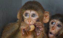 Polis denetiminde ele geçirilen makak maymunu yavrularına özenle bakılıyor