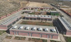 Şanlıurfa'da 27 bin 960 sahipsiz hayvan toplandı