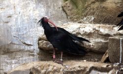 Şanlıurfa'da koruma altındaki kelaynaklar üreme dönemi için doğaya bırakıldı