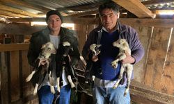 Sinop'ta bir koyun tek batında 4 kuzu doğurdu