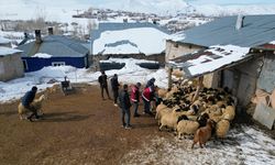 Sürülere kış mevsimine özel mobil sağlık hizmeti