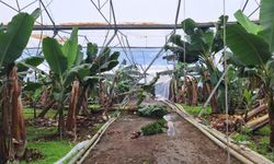 TARSİM, Antalya'daki selden etkilenen üreticilere 586 milyon lira hasar ödemesi yapacak