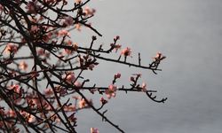 Tekirdağ'da badem ağaçları çiçek açtı