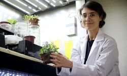 Türk bilim insanları, Ay ve Mars regolitleri benzerinde domates yetiştirdi