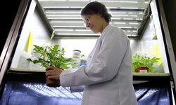 Türk bilim kadını deneyleriyle uzay biyolojisine katkı sunuyor