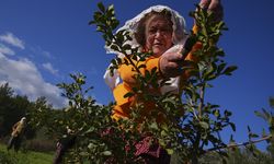 Yarımadanın kadınları doğal mirasları sakız ağacına yeniden can verdi