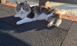 Alanya'da çıktığı tel örgülerde mahsur kalan kedi kurtarıldı