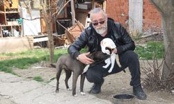 Amasya'da köpek Oskar ile kedi Çiçek'in dostluğu örnek oluyor