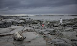 Antarktika'da doğal yaşam, plastik atıklar ve iklim baskısı altında