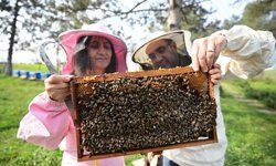 Arıların küresel ısınmadan çok elektromanyetik alanlardan etkilendiği belirlendi