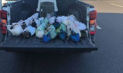 Aydın'da yolcu otobüsünde 12 tavus kuşu ele geçirildi