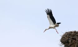 'Baharın habercisi' leylekler Muş Ovası'ndaki yuvalarına dönmeye başladı