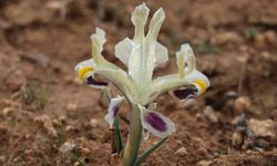 Batman'da nevruz çiçekleri açtı