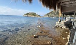 Bodrum'da denizin çekilmesiyle Tavşan Adası'ndaki tarihi surlar ortaya çıktı