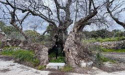 Bodrum'da dev çınar koruma altına alınacak