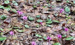 Bolu'da kış ve ilkbahar bir arada yaşanıyor