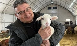 Çadır ağıl desteğiyle büyüttüğü işinde küçükbaş hayvan sayısını artırdı