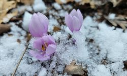 Çankırı'da baharın müjdecisi kar çiçekleri açtı
