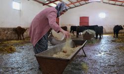 Devlet desteğiyle besiciliğe başlayan kadın çiftçi 5 ayda hayvan sayısını ikiye katladı