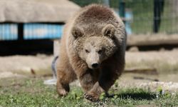 Doğada yaralı bulunan yaban hayvanları Gölya Tabiat Parkı'nda sağlığına kavuşuyor