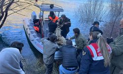 Elazığ'da hasta halde bulunan dağ keçisi koruma altına alındı