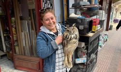 Elazığ'da yaralı bulunan puhu tedaviye alındı