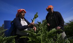 Enginar verimi ocak ve şubat yağışlarıyla arttı