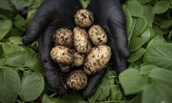 Erzurum'da yerli patates çeşitleri 20 yıllık bilimsel çalışmalarla geliştiriliyor