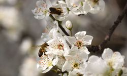 Gediz Ovası'ndaki meyve ağaçları çiçek açtı