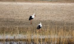 Havaların ısındığı Ağrı Dağı eteklerine göçmen kuşlar gelmeye başladı