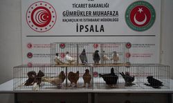 İpsala Sınır Kapısı'nda minibüste aralarında alpakaların da olduğu cins hayvanlar ele geçirildi