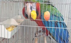 İpsala Sınır Kapısı'nda otomobilde kaçak getirilen 3 papağan yakalandı