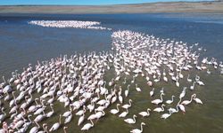 Jandarma flamingolar için Gelingüllü Barajı'nda mesaide