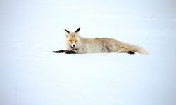 Kars'ta kızıl tilkiler avlanırken görüntülendi
