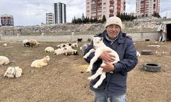 Kayseri'de yabani hayvanların saldırısına uğrayan keçilerden 6'sı telef oldu, 5'i kayboldu