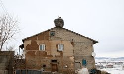 Köylülerin özel misafiri leylekler 44 yıldır aynı yuvaya konuyor