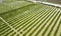 Mersin'de sağanak nedeniyle tarım arazileri su altında kaldı