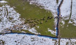 Mevsimsel yağışlar Karacadağ'da besicilerin yüzünü güldürdü