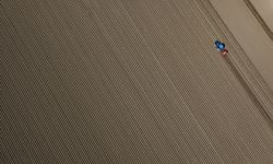 Patates deposu Ödemiş'te hasat ve ekim bir arada