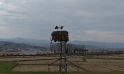 Samsun'da yüksek gerilim hattına yuva yapan leylekler görüntülendi