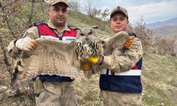 Siirt'te yaralı bulunan kulaklı orman baykuşu tedavi altına alındı