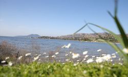 Son yağışlarla su seviyesi yükselen Bafa Gölü'nde balık çoğaldı