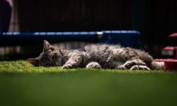 TBMM, yerleşkesindeki kedilere sahip çıktı