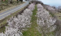 Tekirdağ'da Ganos etekleri çiçeklenen badem ağaçlarıyla renklendi